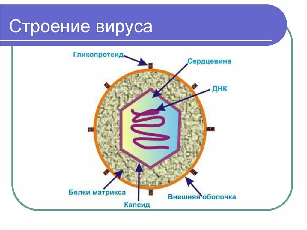 3 строение вируса. Схема строения клетки вируса. Структура вируса схема. Строение вируса 5 класс биология. Строение клетки и строение вируса.