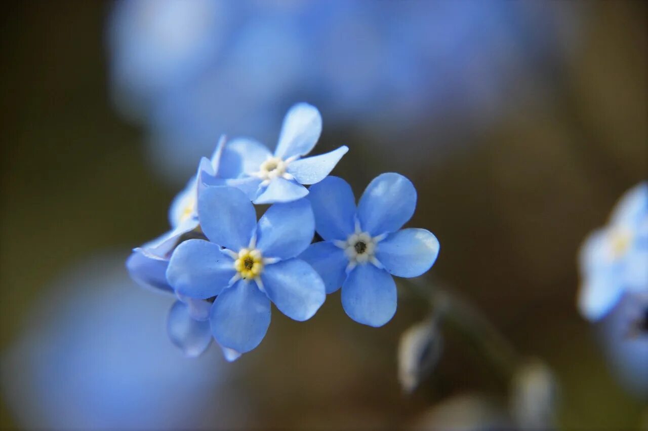 Незабудка редкоцветная. Незабудка соцветие. Незабудка редкоцветковая растение. Голубые цветы незабудки.