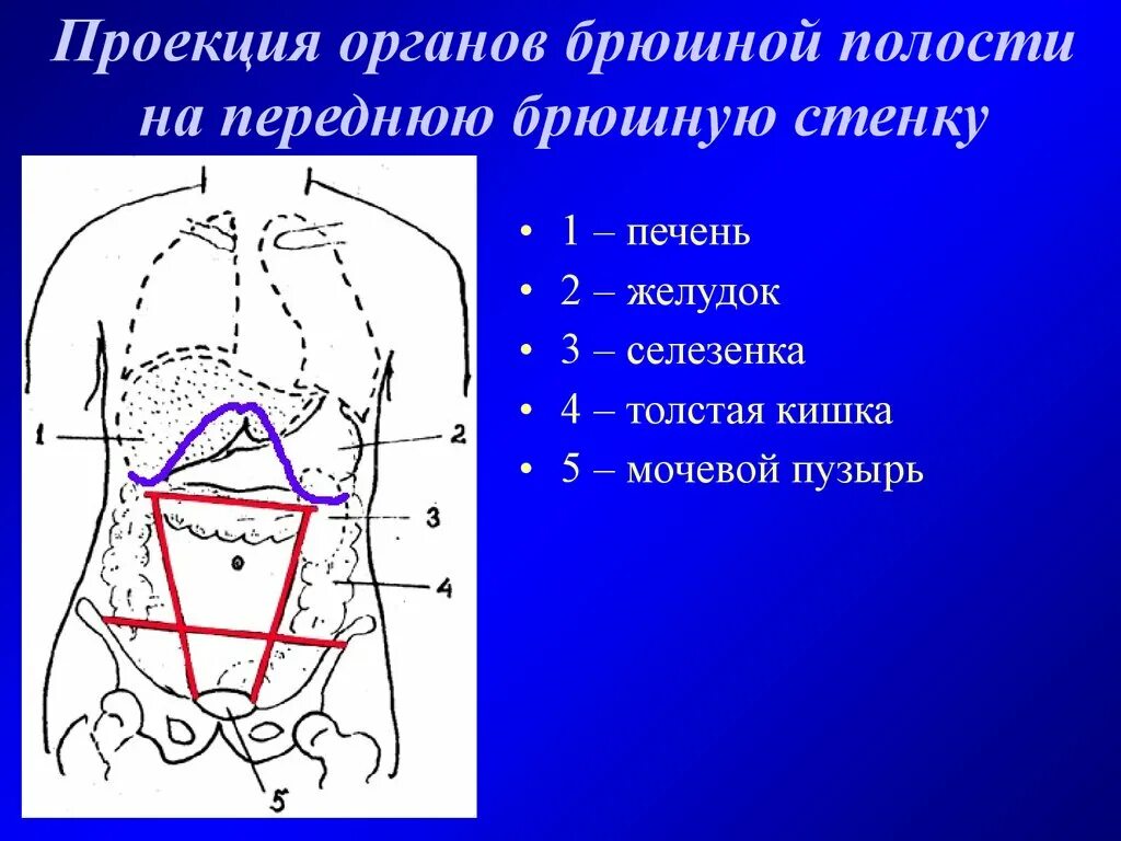 Брюшная область живота. Проекция органов на переднюю брюшную стенку. Проекция органов брюшной полости. Проекция органов брюшной полости на переднюю брюшную стенку. Проекция органов брюшной полости на переднюю стенку живота.