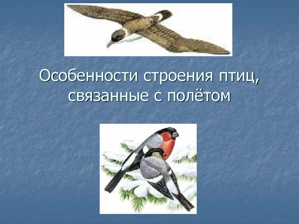 Особенности строения птиц. Приспособления птиц к полету. Особенности птиц связанные с полетом. Особенности строения птиц связанные с полетом.