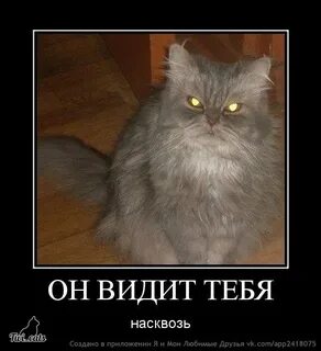Вижу насквозь