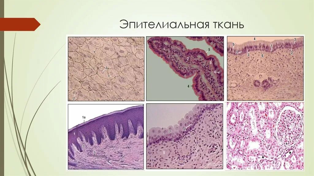 Обонятельный эпителий под микроскопом. Виды эпителиальной ткани под микроскопом. Эпителиальная ткань микроскоп. Вид эпителиальной ткани под микроскопом. Однослойный эпителий гистология.