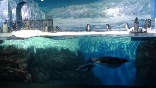 Океанариум ocean park краснодар. Далянь китай океанариум. Океанариум далянь. Далянь аквапарк. Шанхай океанариум.