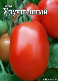 Томат улучшенный