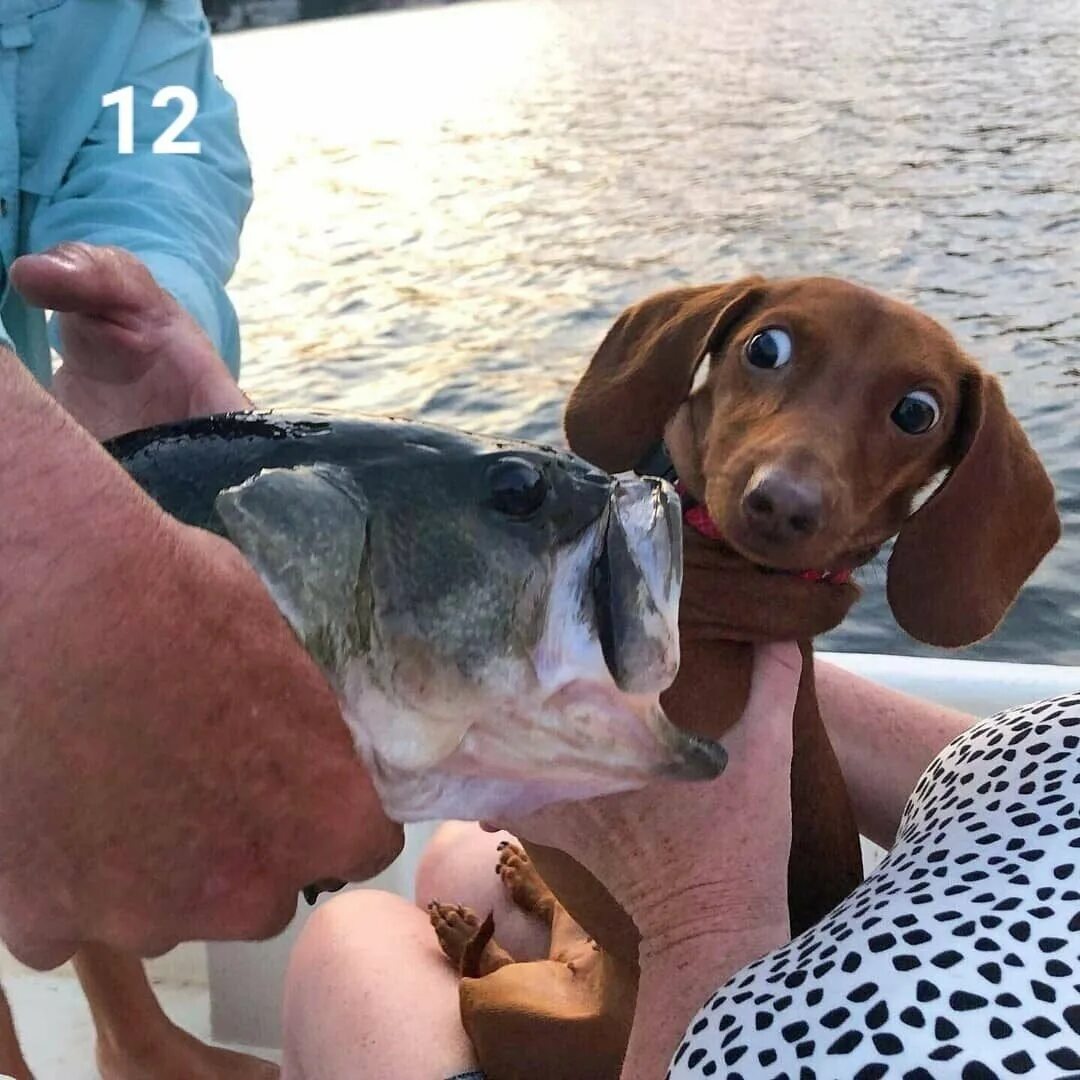 Рыба для собак какая. Рыба собака. такса и рыба. dog fish. dogvines.