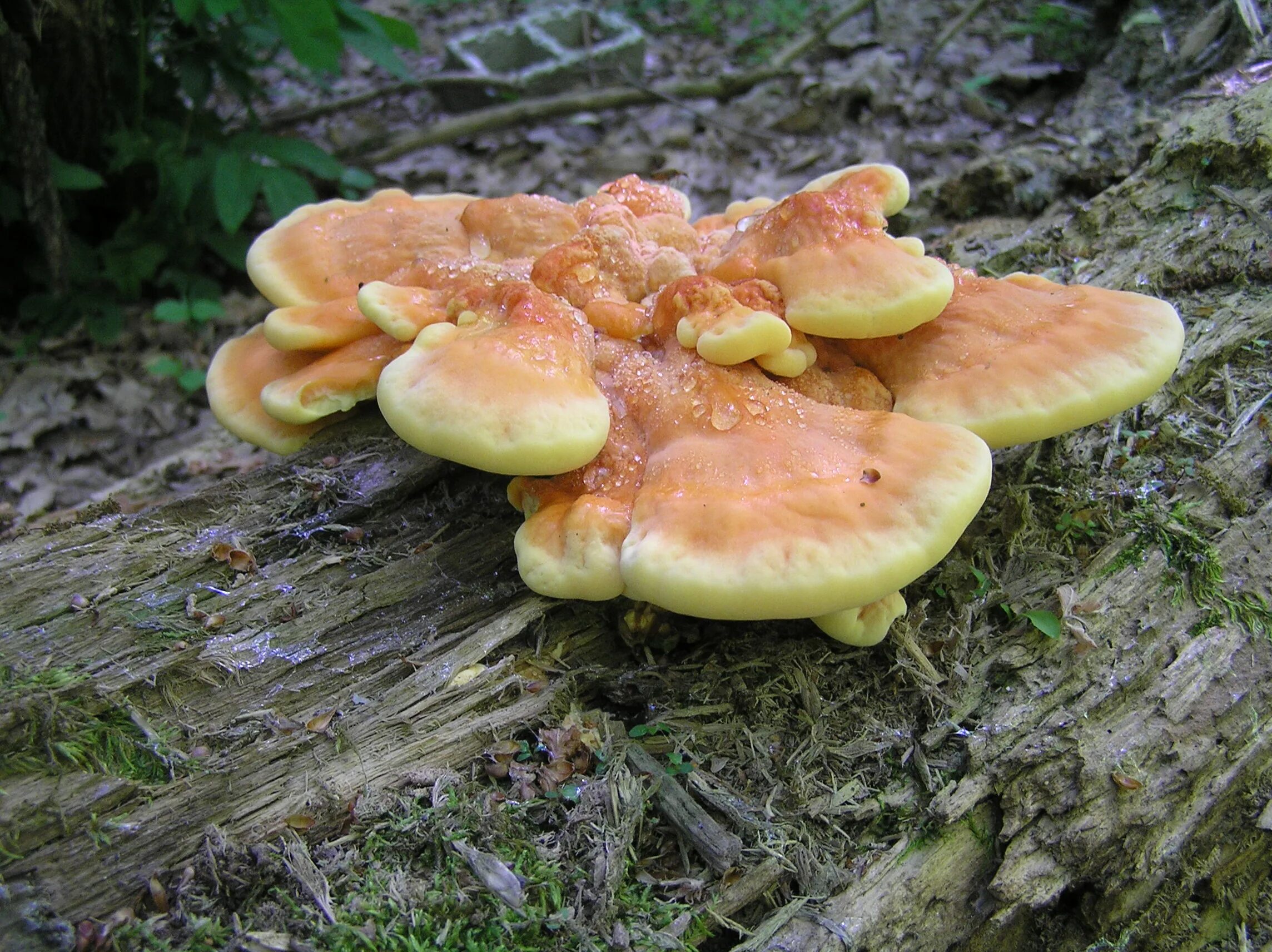 мухомор пантерный. гриб красавец предложение. грибы увидимся завтра китайские. ещё грибами пазнре леа новицкая. гриб красовичка картинка.