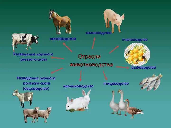 Где содержат сельскохозяйственных животных. Животноводство отрасли животноводства. Разведение мелкого рогатого скота. Животноводство отрасль мелкий рогатый скот. Отрасли животноводства отрасли животноводства.