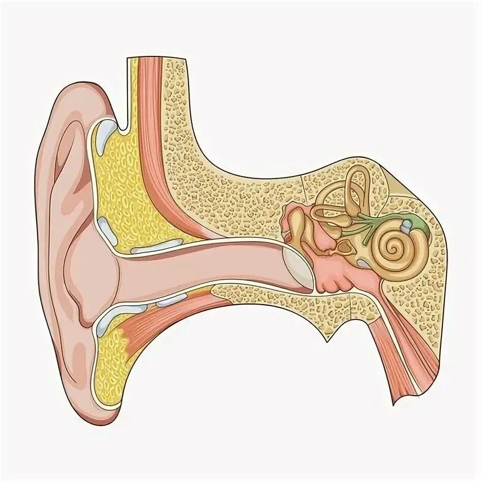 Pages 546 - 564 Date Chapter 20: The Nervous and Endocrine Systems. - ppt downlo
