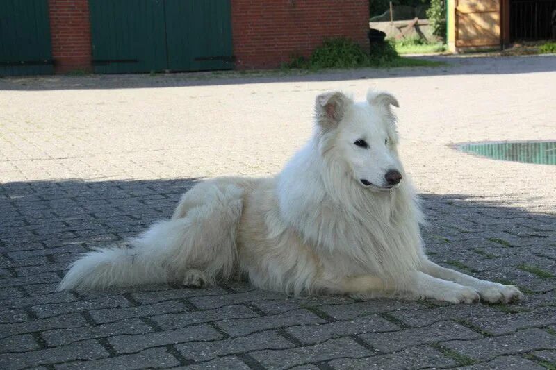 белый колет. белый колет. акетон поддоспешник. белый колет. гипсовый камень "кварцит белый" (в уп.