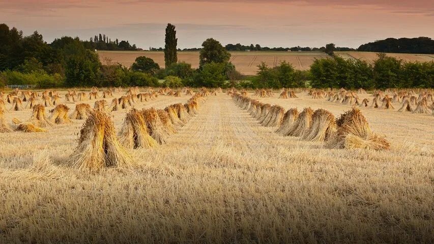 Тяжелые снопы. Сноп пшеницы. Сноп соломы. Снопы в поле. Снопы пшеницы на поле.