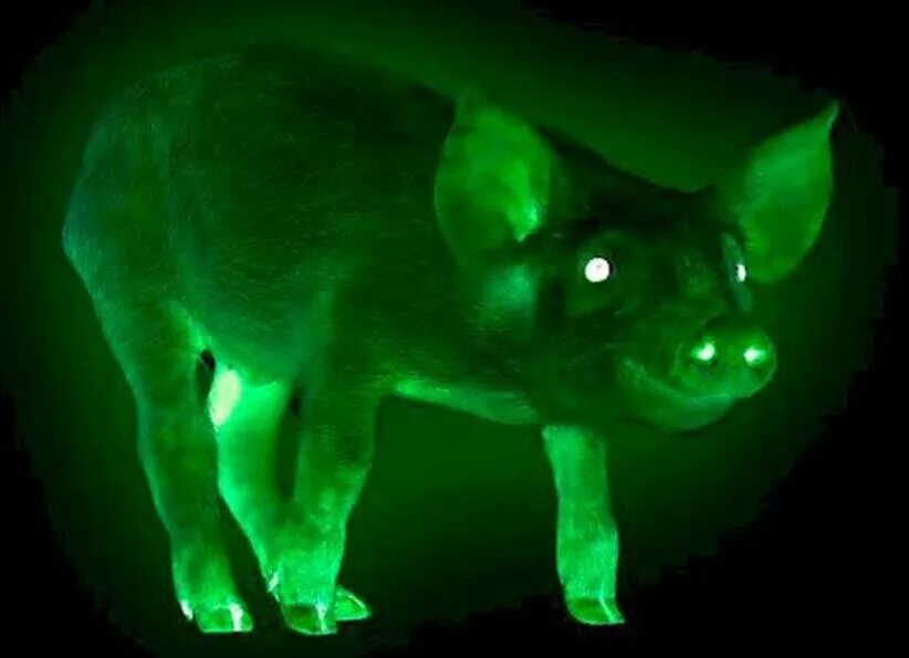 Светящееся существо. Green Fluorescence Protein свиньи. Зелёные светящиеся поросята Тайвань. Флуоресцентные животные. Зеленая свинья.