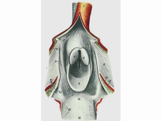 Глотка млекопитающих. Гортань лошади строение. Строение гортани у собаки анатомия. Внутреннее строение собаки пищеварительная система. Трубный валик свод глотки.