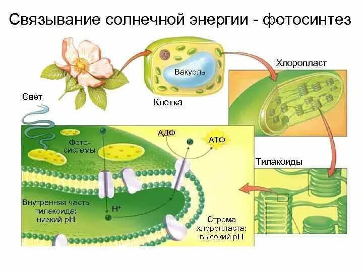 Рисунок фотосинтеза. Синтез АТФ фотосинтез. Фотосинтез в хлоропластах. Энергия фотосинтеза. Схема фотосинтеза у растений.