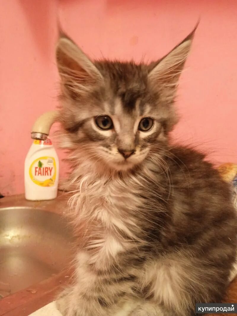 Мейн кун старый оскол. Котята мейн кун 2 недели. Камышовый мейн кун. Порода мейн кун. Мейн-кун.