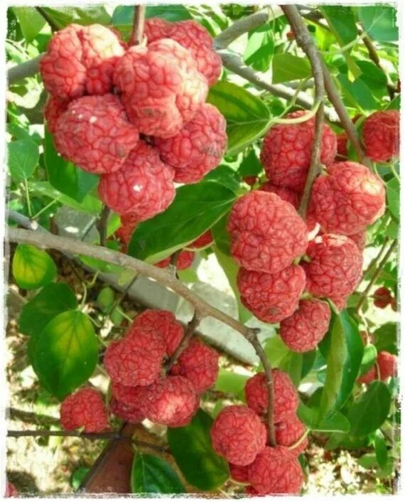 Кудрания земляничное дерево. Кудрания триострённая. Кудрания семена. Кудрания сортовая. Кудрания земляничное дерево.