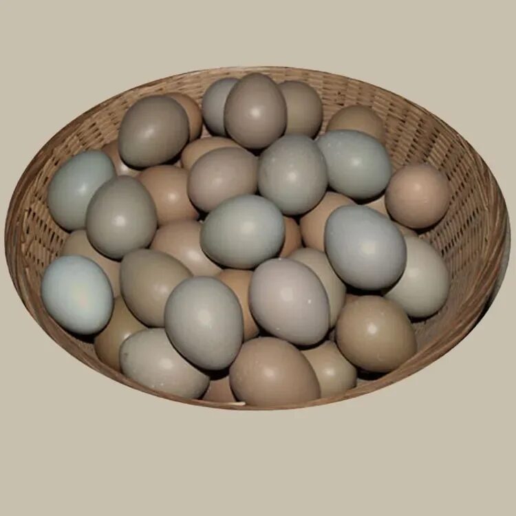 Яйца фазана купить. Фазаньи яйца. Яйцо фазана. Яйцо фазана инкубационное. Фазан охотничий яйцо.
