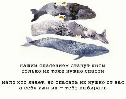 Пропусти кит