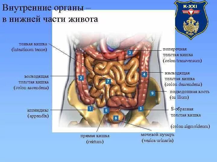 Какие органы у человека с левой