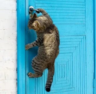 Открыть прикольные картинки