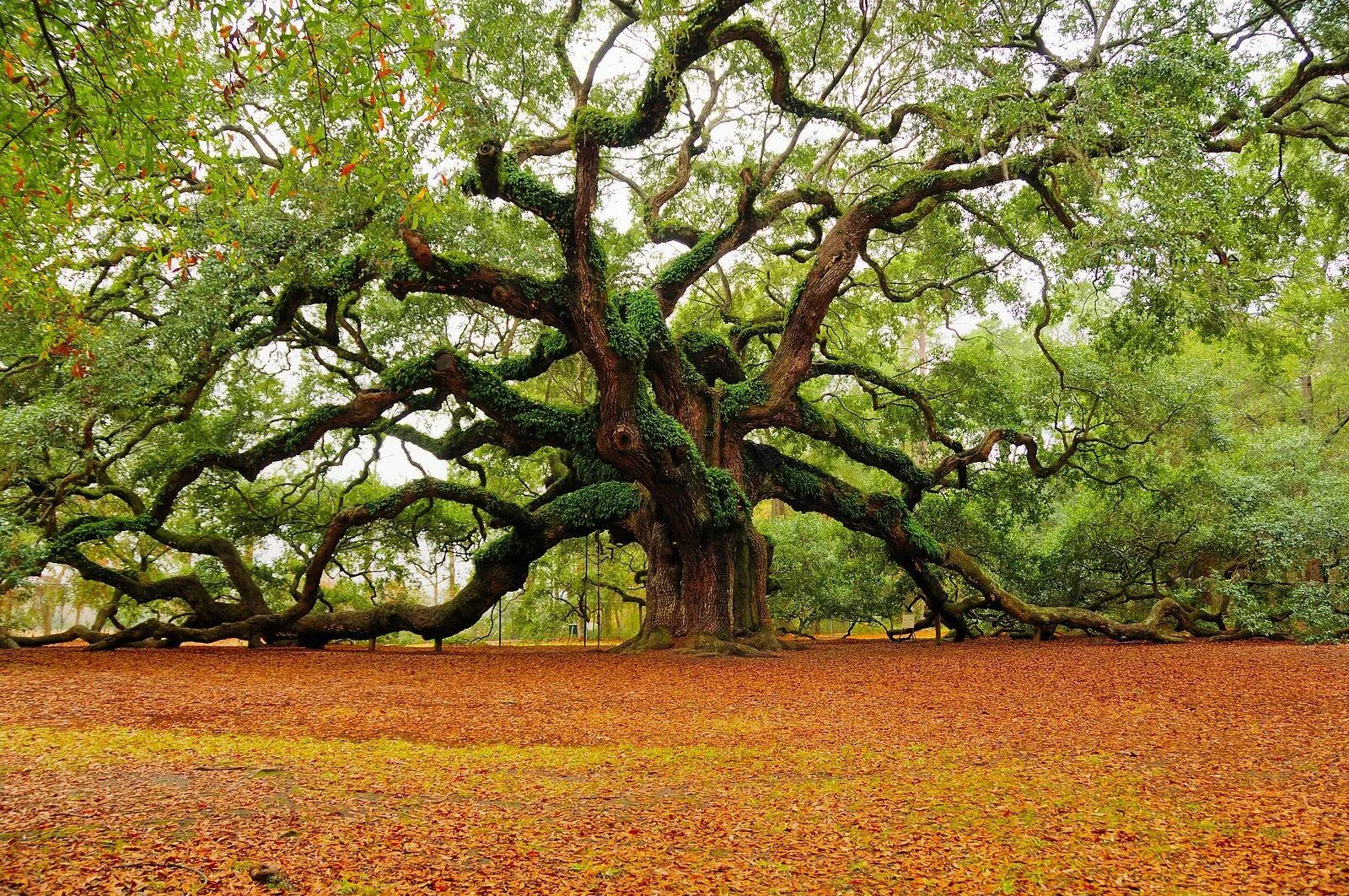Большой дуб. Ангельский дуб Южная Каролина. Анчар дерево. Дуб ангела Чарльстон США. Дуб Комптон Хилл.