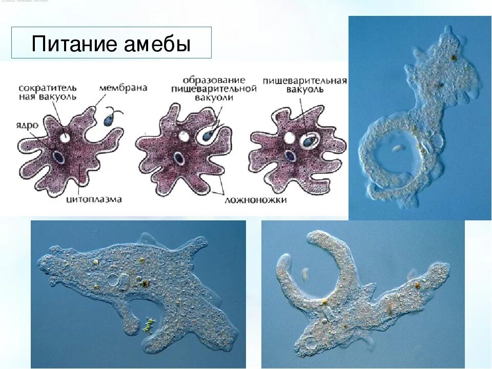 Какой способ характерен для амебы. Питание амебы Протей. Питание амебы обыкновенной. Корненожки амеба питание. Схема питания амебы обыкновенной.