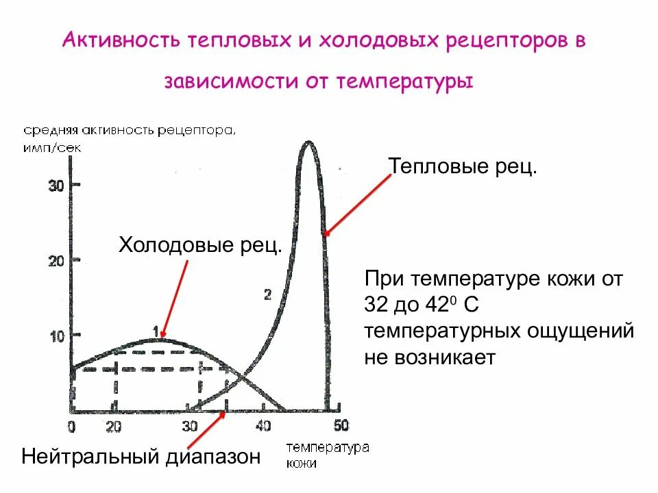 Рецепторы температуры. Сенсорная система тактильной чувствительности. Рецепторы температуры. Открытие рецепторов температуры и прикосновения реферат. Механизм возбуждения терморецепторов кожи.