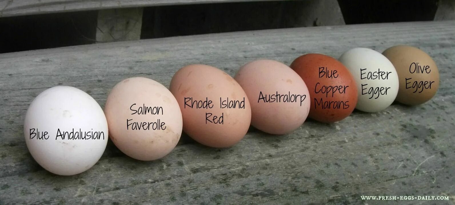 Родила яйцо. Выращивание яиц. Цвет куриных яиц Сассекс. Olive Eggers куры. Эггерс куры розовые яйца.