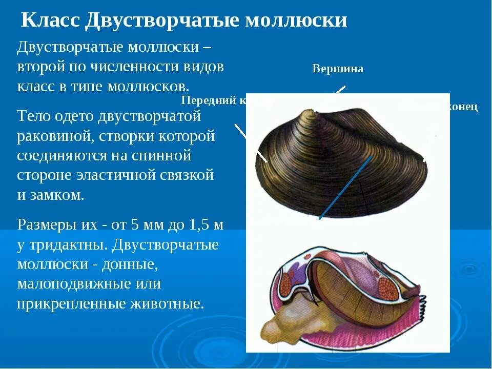 Число видов двустворчатых