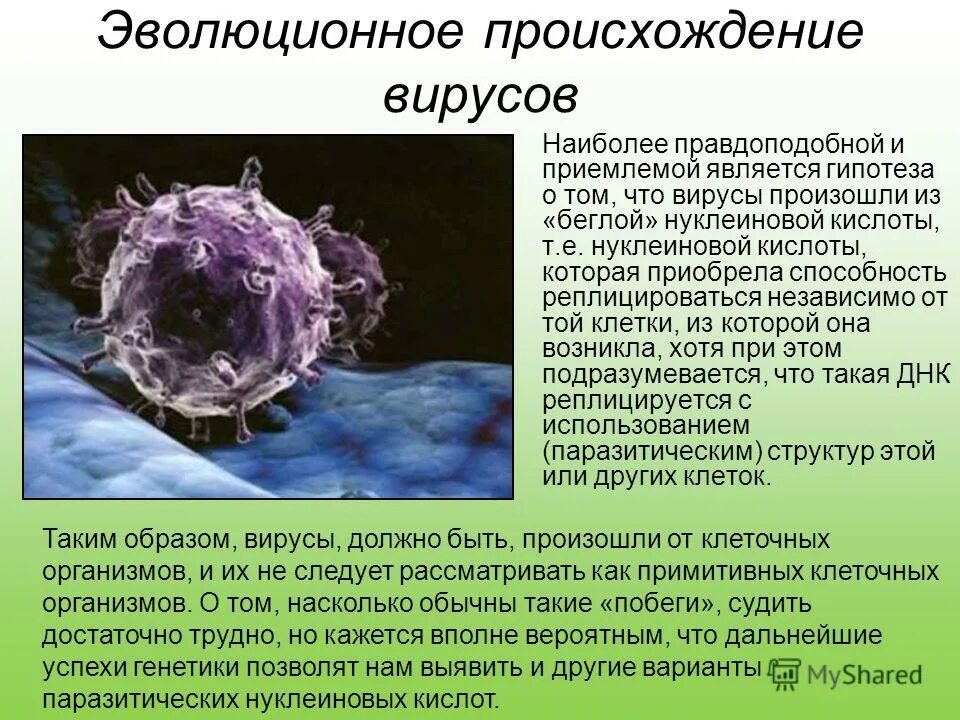 Вирус является живым организмом. Вирусы Эволюция происхождение. Гипотезы происхождения вирусов. Происхождение вирусов биология. Появление вирусов.