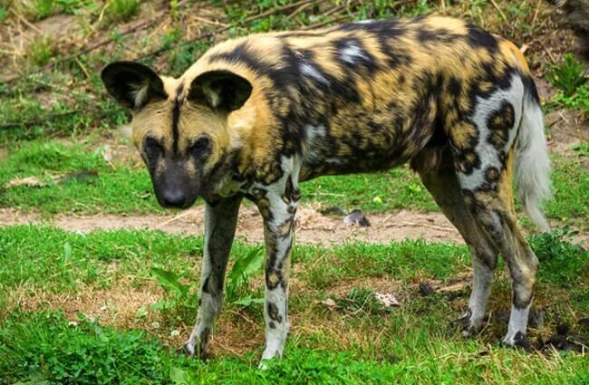Как выглядит гиеновидная собака Photographing the Endangered African Wild Dog in Namibia PetaPixel