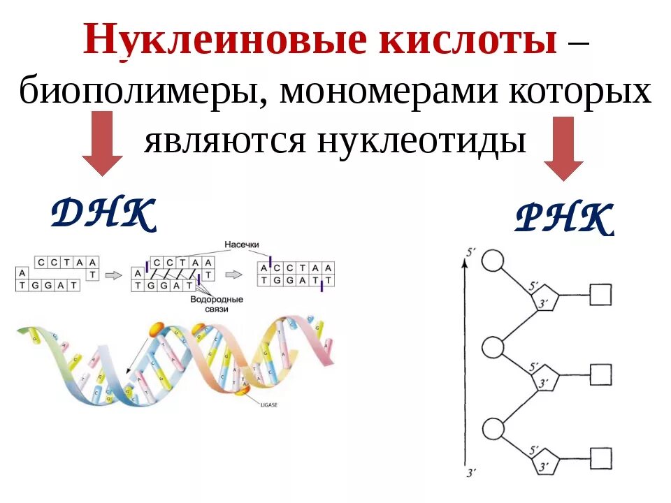 Мономерами биополимеров являются. Мономеры нуклеин кислот. Рисунок мономера нуклеиновых кислот. Строение мономеров нуклеиновых кислот. Нуклеиновые кислоты это биополимеры.