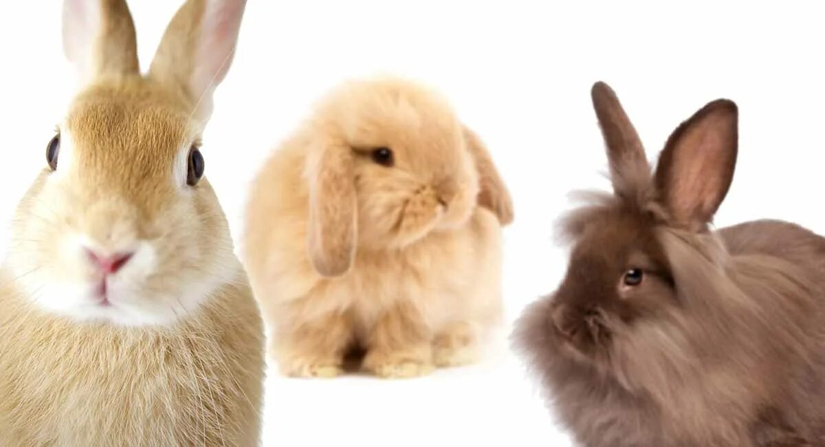 Rabbit type. Lionhead rabbit.
