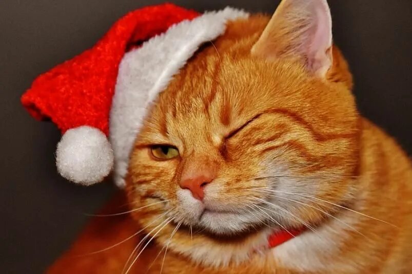 Котик в новогодней шапке мем Have a very Grumpy Christmas! Grumpy cat christmas, Grumpy cat, Grumpy cat humor