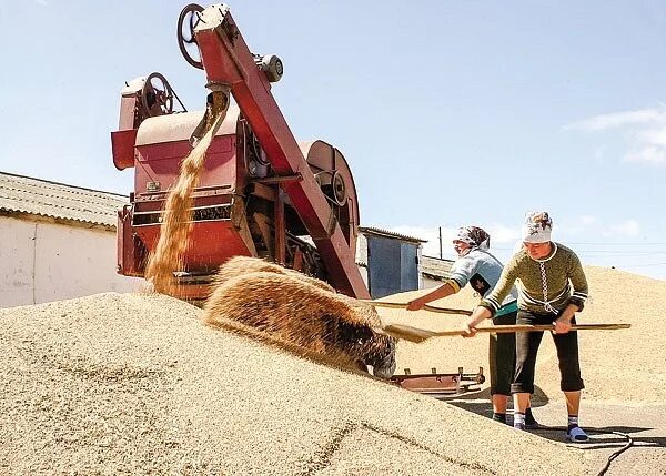 Работа на зерновой. Сушка зерна на элеваторе. Элеватор для зерна. Работа на зерновой. Сортировщик зерна.