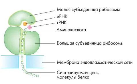 Малая субъединица
