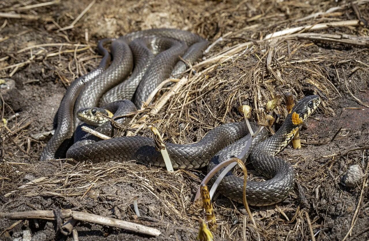 Когда просыпаются змеи весной. 4. Уж обыкновенный - Natrix Natrix. Уж скрещенный с гадюкой. Лесные змеи. Змеи Тамбовской области.