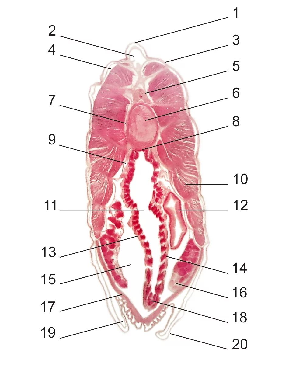 Поперечный разрез ланцетника. Поперечный разрез ланцетника. Строение ланцетника поперечный разрез. Внутреннее строение ланцетника поперечный разрез. Срез ланцетника в области жаберного отдела.