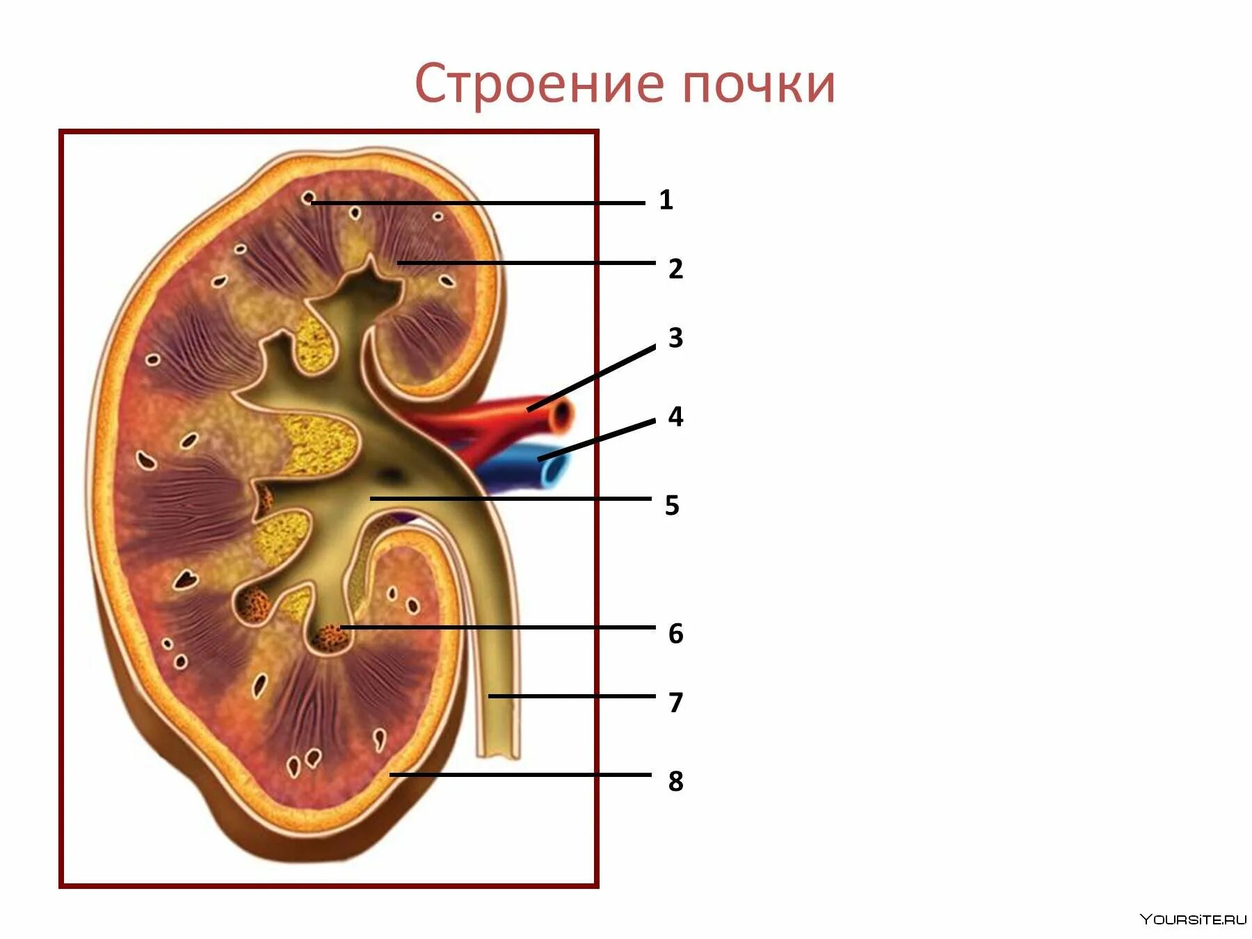 Строение почки продольный разрез. Строение почки рисунок. Строение кортикального слоя почки. Строение пирамиды почки.