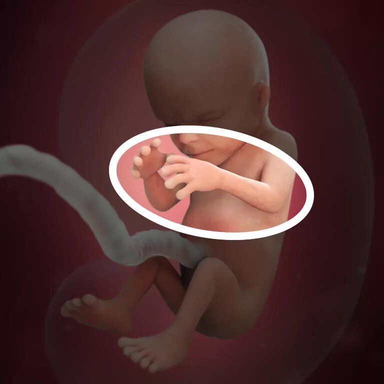 Малыш на 14 неделе. Эмбрион на 14 неделе беременности. Плод на 14 неделе беременности. 14 Недель беременности фото плода.
