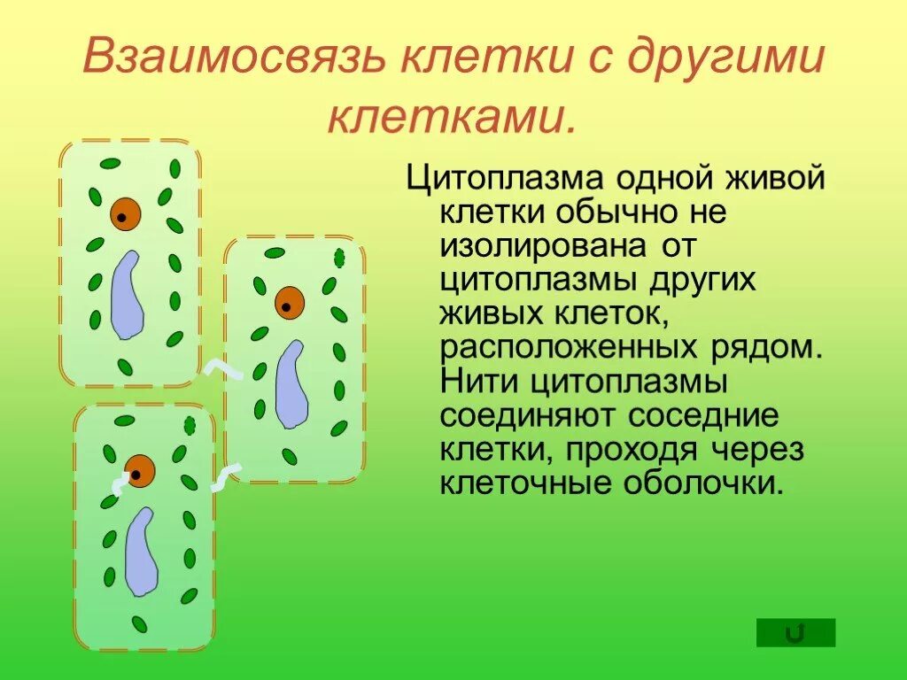 Движение цитоплазмы поступление веществ в клетку. Взаимосвязи в цитоплазме. Взаимодействие соседних клеток рисунок. Процессы жизнедеятельности клетки биология.