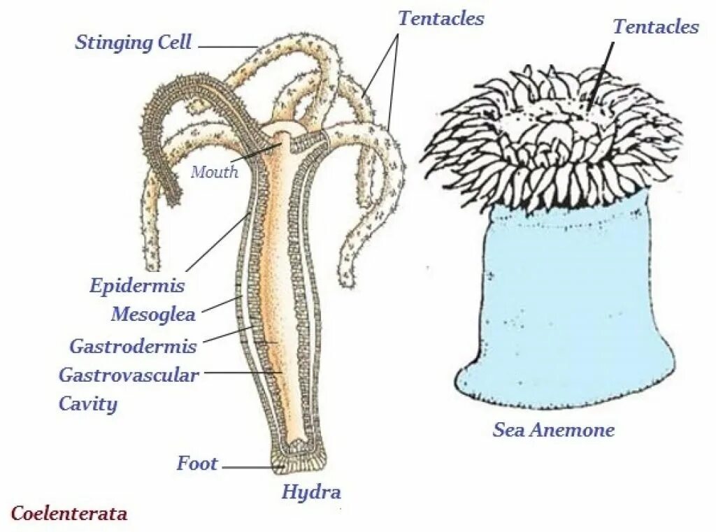 Гидра Кишечнополостные. Схема строения актинии. Гидра актиния. Строение гидры.