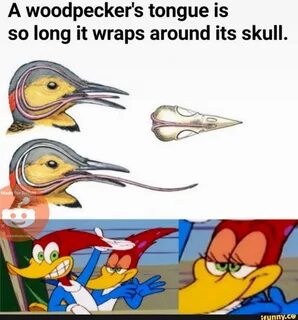 Its head