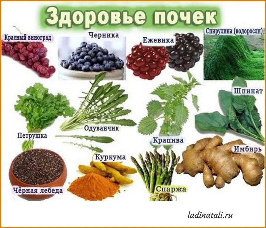 Продукты для почек. Полезная еда для почек. Полезная диета для заболевания почек. Какие продукты полезны для почек. Почки и сладость