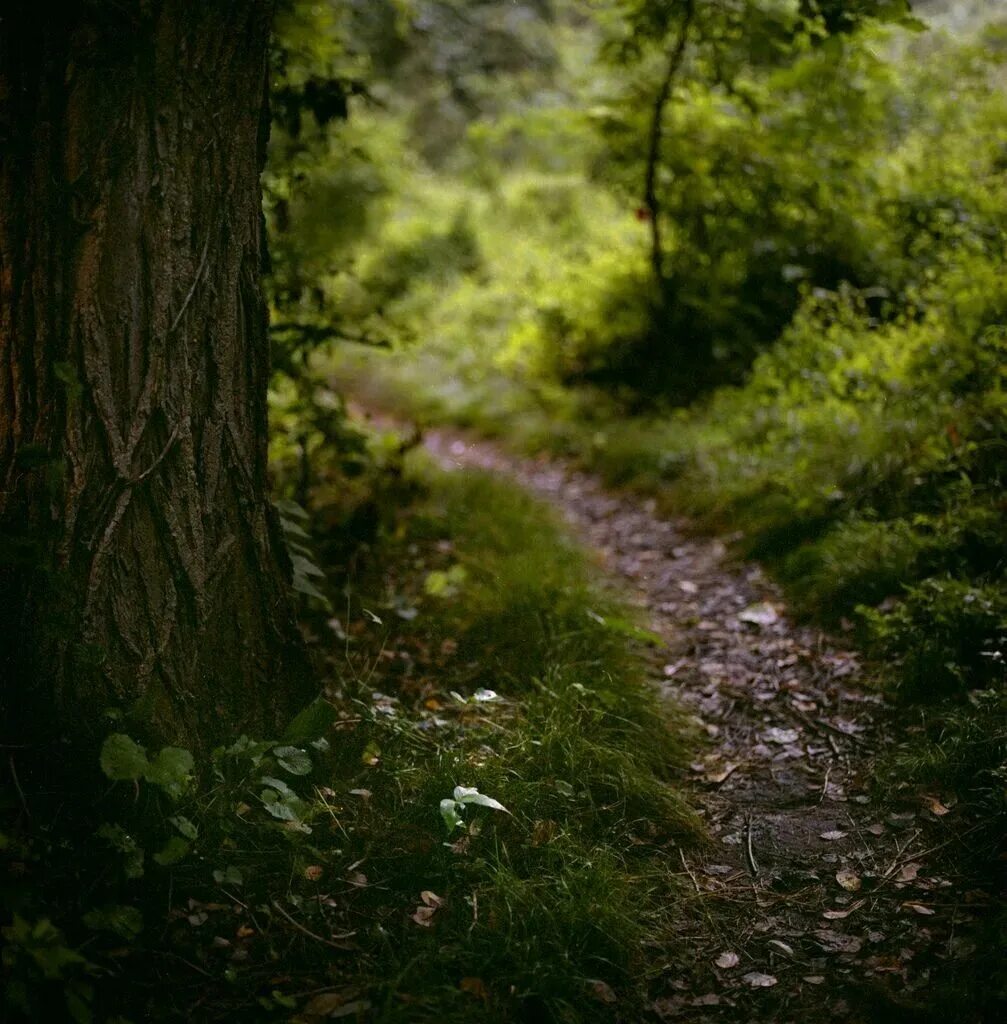 Тропинка в лесу. Узкая тропинка. Дорожка Лесная. Узкая тропинка в лесу. Natural walk