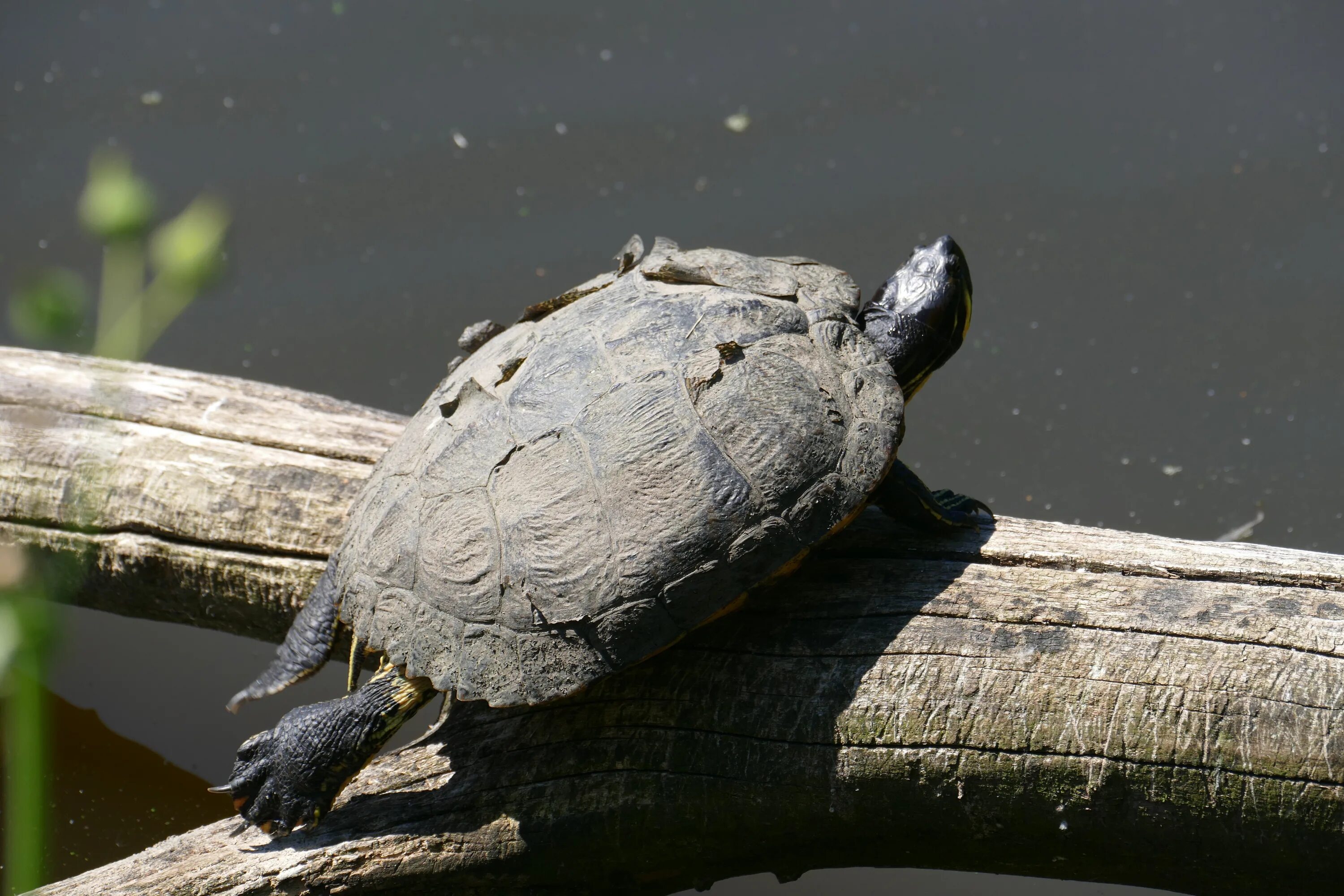 Черепаха вологда курьерская. Черепашата прудовые. Прудовая черепаха Ривза. Водные черепахи. Водяная черепаха.