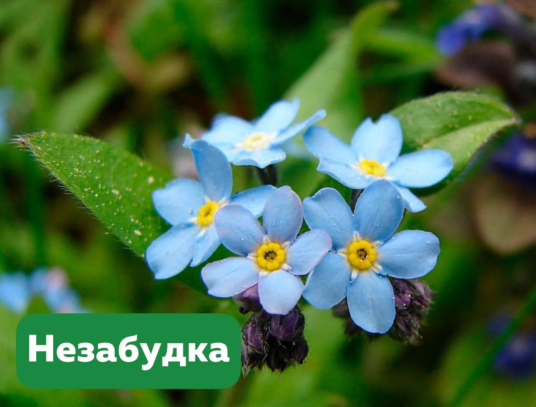 Незабудка Полевая (Myosotis arvensis). Незабудка Полевая (Myosotis arvensis (l.) Hill). Незабудка Бурачниковые. Незабудка Садовая голубая.