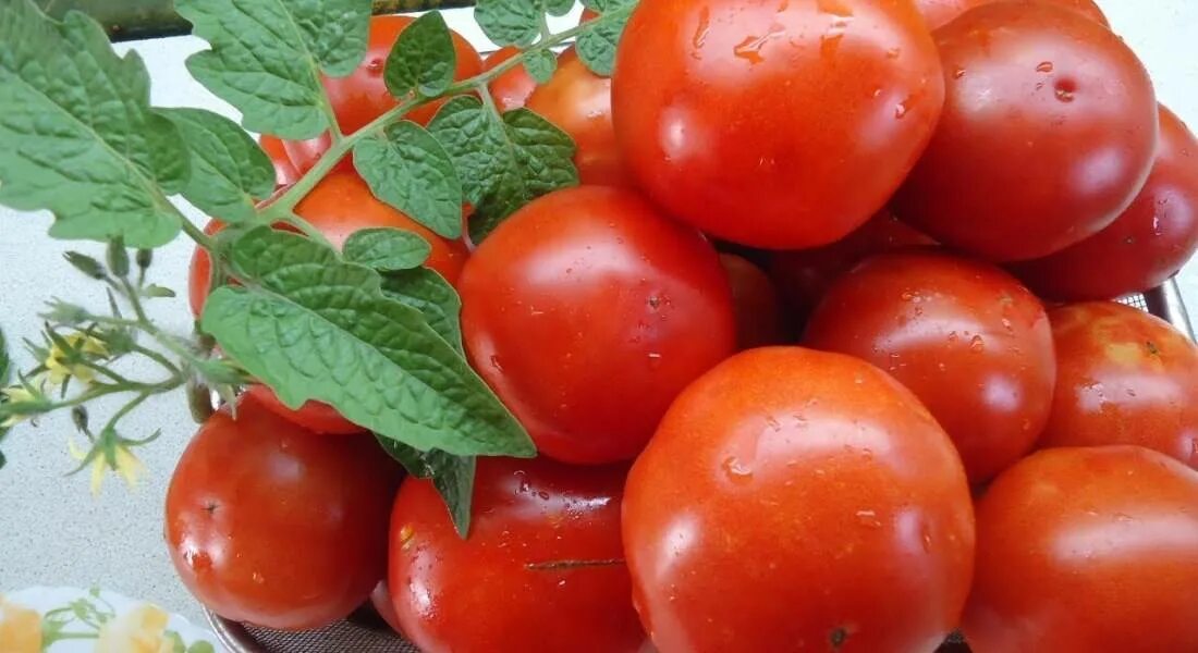 Какие сорт п. Томат Дубрава. Сорт помидор Санька. Семена томат Санька.