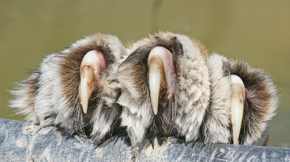 Sharp claws