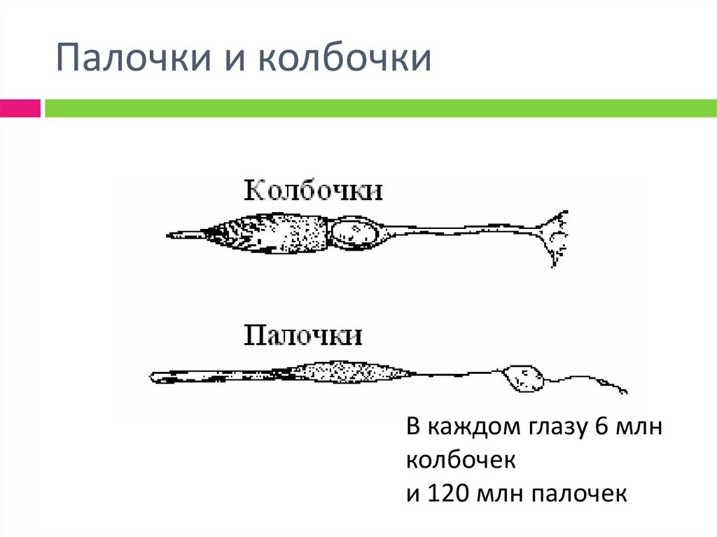 Колбочки и палочки глаза функции. Палочки строение и функции. Колбочки клетки строение. Строение глаза колбочки и палочки.