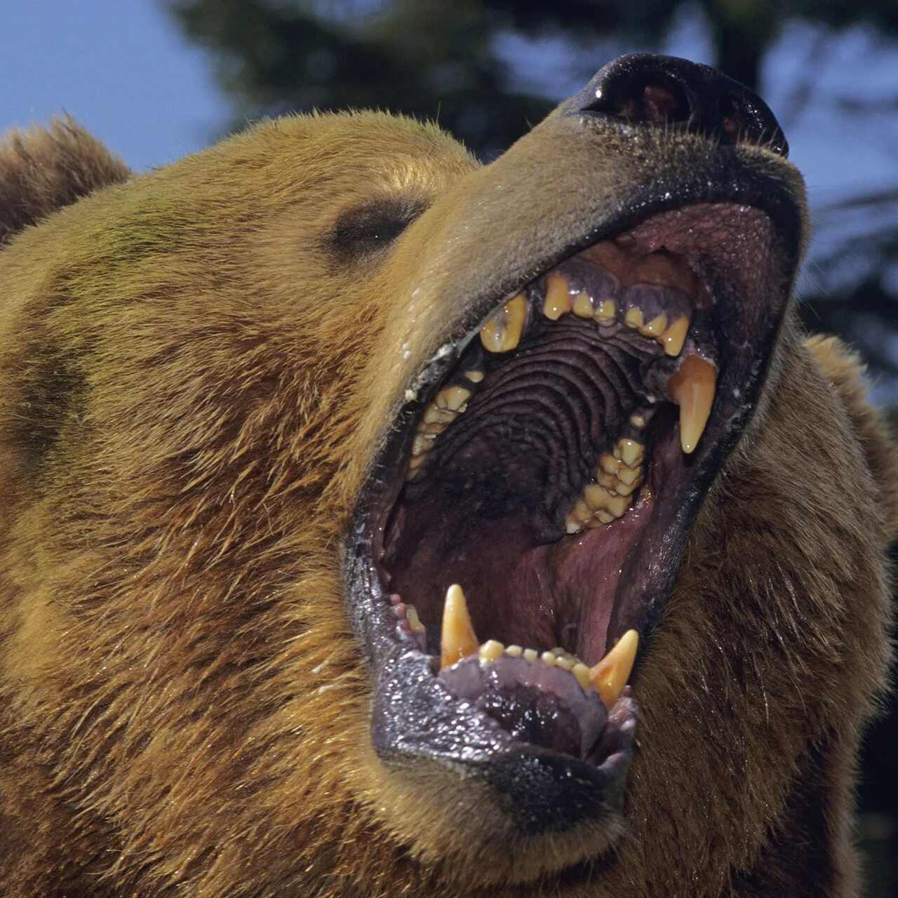 Опасны ли медведи. Бурый медведь нападение Гризли. Гризли североамериканский бурый медведь.